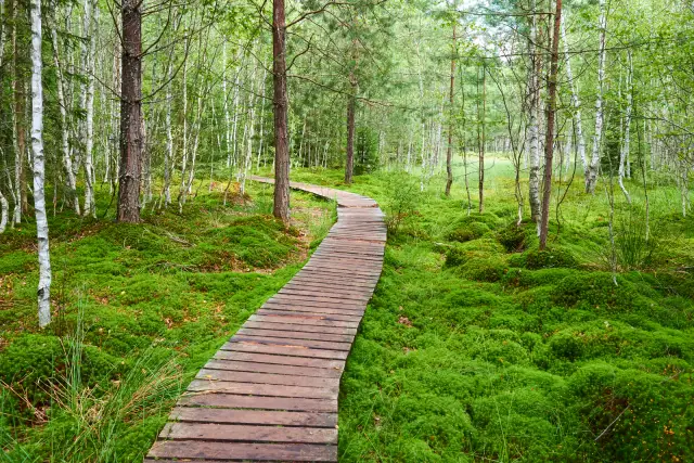 Dřevěná cesta lesem